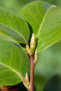 Endknospe von Camellia japonica