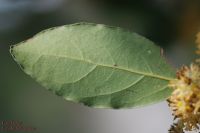 Blattrückseite von Lorbeerbaum