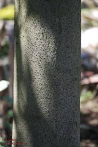Rinde von Lorbeerbaum / Laurus nobilis