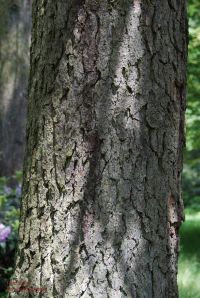 Borke von Goldlärche