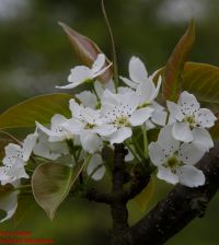 Blüten von Pyrus pyrifolia var. culta