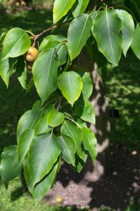 Zweig von Pyrus pyrifolia var. culta