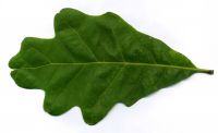 variable Blattform Quercus alba