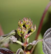 Blütenknospe von Catalpa x erubescens