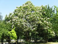 Habitus blühendes Exemplar Catalpa x erubescens