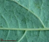 Blattunterseite, Detail Farbe und Behaarung Calycanthus fertilis