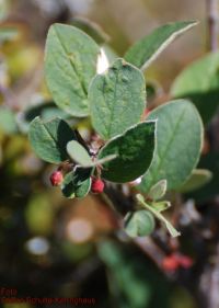 Zweig mit Blütenknospen Cotoneaster integerrimus
