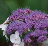 Blüten von Hydrangea aspera ssp. aspera