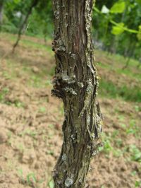 Borke von Echte Weinrebe