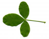 Blatt von Petteria ramentacea Petterie