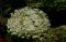 Blüten von Hydrangea arborescens