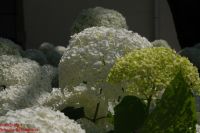 Blütenstände Hydrangea arborescens