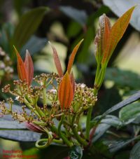 Neutrieb Viburnum davidii