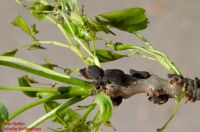Knospe von Fraxinus excelsior f. diversifolia