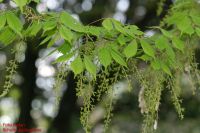 Blütenstände Acer cissifolium