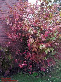 Herbstfärbung von Gefüllter Gewöhnlicher Schneeball