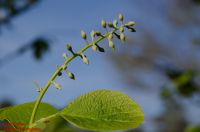 Blütenknospe von Styrax obassia