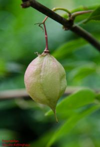 Früchte von Staphylea holocarpa