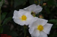Blüten von Cistus laurifolius