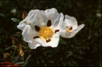 Blüten von Cistus ladanifer