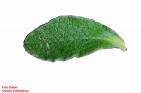 Blatt von Cistus incanus ssp. creticus Kretische Zistrose