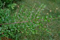 Zweig von Cotoneaster horizontalis