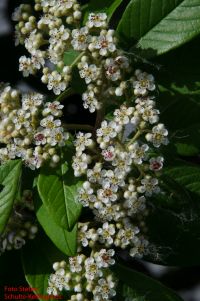 Blüten von Cotoneaster floccosus