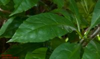Blatt von Pereskia bleo Rosen-Kaktus