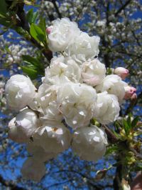 Blüten Prunus avium 'Plena'
