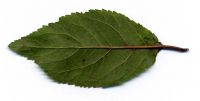 Blattrückseite von Prunus cerasifera 'Rosea'