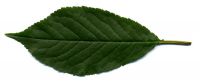 Blatt von Prunus cerasus 'Rhexii' Prunus cerasus 'Rhexii'