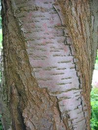 Borke eines alten Baumes Prunus maackii