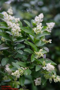 blühender Zweig Ligustrum ovalifolium