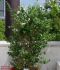 Habitus von Philadelphus x virginalis