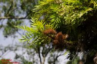 verblühte Blütenstände Grevillea robusta