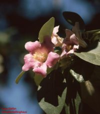 Blüten von Lagunaria patersonia