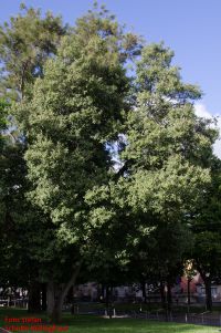 Habitus/ Gestalt / Äußere Form von Lagunaria patersonia