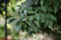 Zweig von Lagunaria patersonia