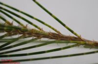 ausdauernder Zweig mit hinfälligen Seitenzweigen Casuarina cunninghamiana