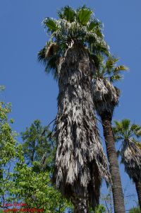 Mantel aus alten Blättern Washingtonia filifera