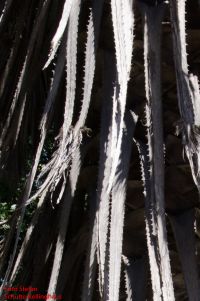 stark bedornte Blattstiele Washingtonia robusta