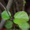 Blatt von Fothergilla major