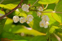 Blüten von Actinidia kolomikta