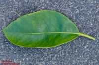 Blatt von Kalmia latifolia Breitblättrige Lorbeerrose