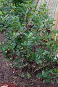 Habitus/ Gestalt / Äußere Form von Aronia melanocarpa
