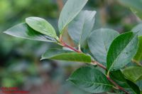 Zweig Aronia melanocarpa
