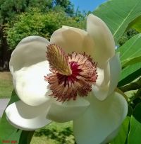 Blüten von Magnolia x wiesneri