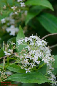 Blüten von Cornus racemosa