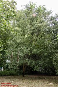 Habitus/ Gestalt / Äußere Form von Ulmus parvifolia
