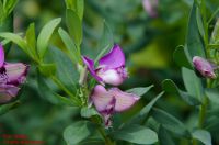 Blüten von Polygala myrtifolia